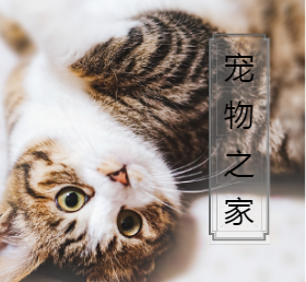 <span style="color: #07aefc"></span>猫咪微信朋友圈封面模板在线设计制作生成二维码模板图片